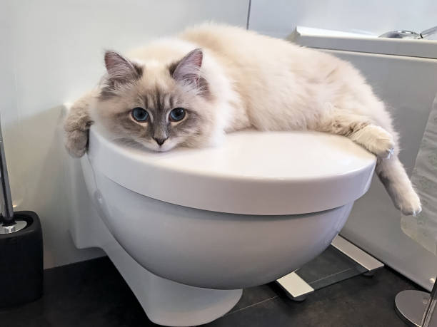 Uroczy młody biały kot leży na białej pokrywie toalety w łazience